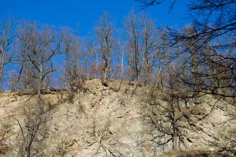 Trees on a on a rock wall  in winter Stock Photos