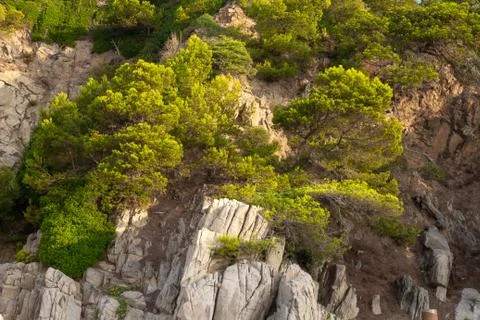 Trees on rocks in Costa Brava, Spain. Stock Photos