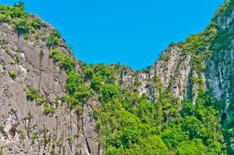 Trees on the rocks in Halong Bay Stock Photos