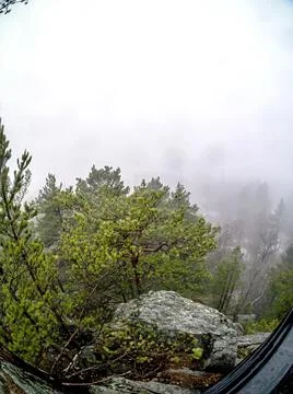 Trees in the rocks in the mountains Stock Photos