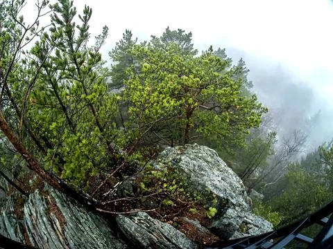 Trees in the rocks in the mountains Stock Photos