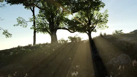 Trees on Rocks in Mountains at Sunset Stock Footage 166347213