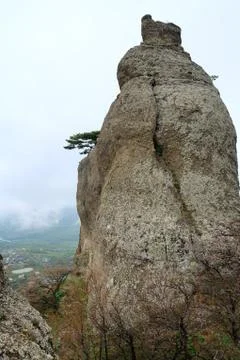 Trees on rocks slope Stock Photos