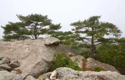 Trees on rocks slope 스톡 사진