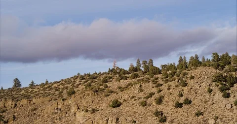 Trees on rocky hill Video stock 87959745