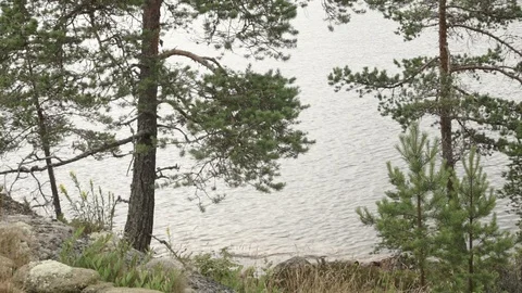 Trees on the rocky shore Stock Footage 89086789
