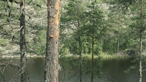 Trees on the rocky shore Stock Footage 89309962