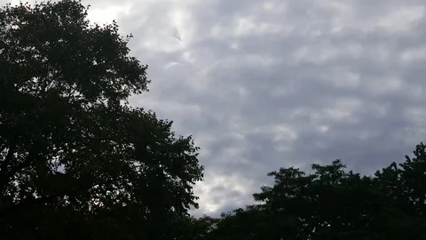 Trees with rolling grey clouds Stock Footage 95303527