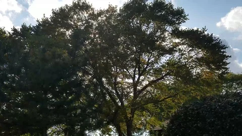 Trees with rolling grey clouds Stock Footage 96672792