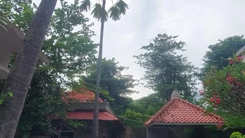 Trees &amp; Roofs 스톡 동영상 296685694