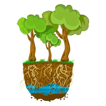 Trees with root system in soil isolated on white background. Stock Illustration