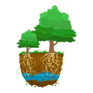 Trees with root system in soil isolated on white background. Stock Illustration