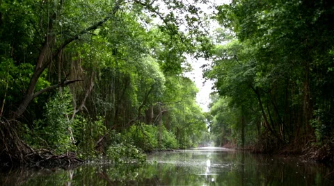 Trees roots and vines over rainy river 스톡 동영상 53066211