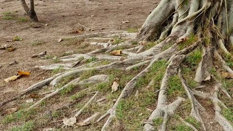 Trees with roots on the ground Stock Footage 89621645