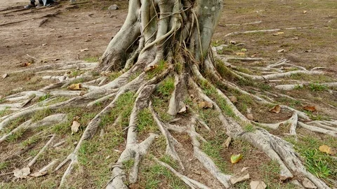 Trees with roots on the ground Stock Footage 89622077