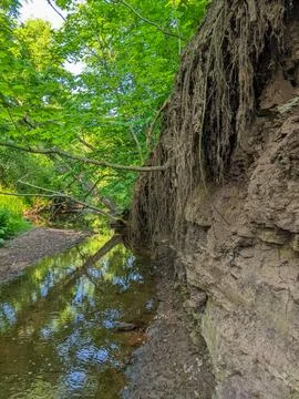 Trees roots hang on the side of a sloped bank beside a creek Foto stock