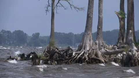 Trees with roots in the middle of sea Stock Footage 100172340