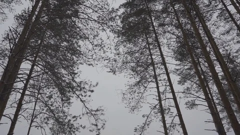 Trees rotating inside the winter forest Stock Footage 104692426