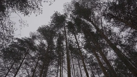 Trees rotating on the sky background in the winter forest Stock Footage 104691984
