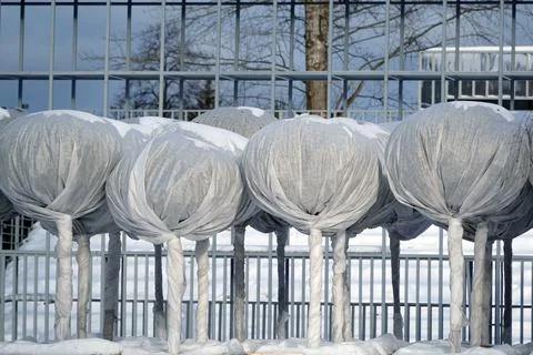 Trees with a round crown are covered with a white protective fabric against f Stock Photos