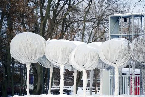 Trees with a round crown are wrapped with fabric to protect against frost Stock Photos