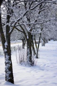 Trees in a row and covered with snow Stock Photos