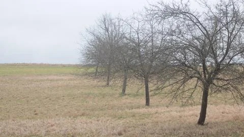 Trees in a row on a feeld Foto stock