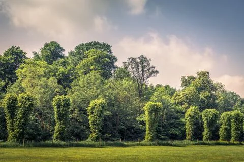 Trees on a row on a field Stock Photos