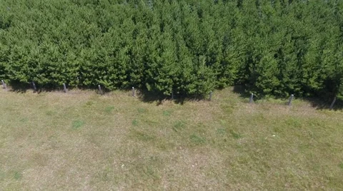 Trees in a row 動画素材 68002443