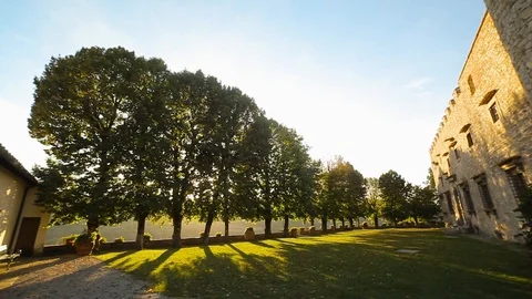 Trees in a row 動画素材 97930510