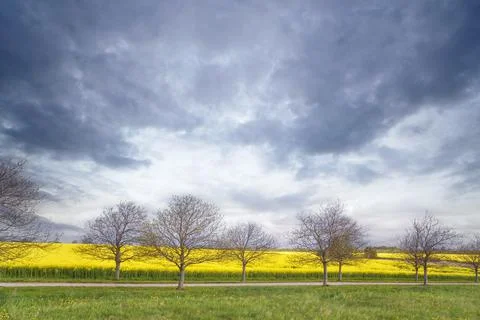 Trees on a row in front of a rapeseed field Stock Photos