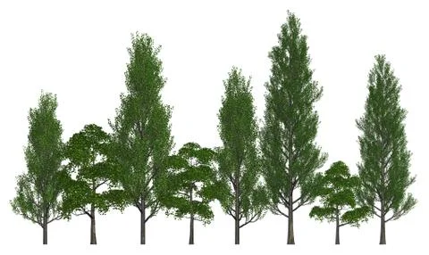 Trees in a row isolated on white 3d illustration Stockillustratie