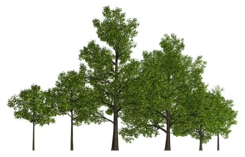 Trees in a row isolated on white 3d illustration Stock Illustration