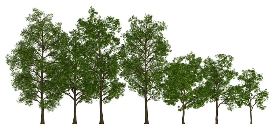 Trees in a row isolated on white 3d illustration Illustrazione stock