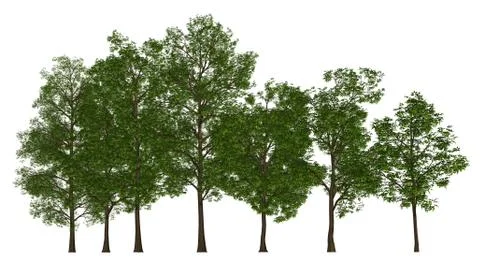 Trees in a row isolated on white 3d illustration Stock Illustration