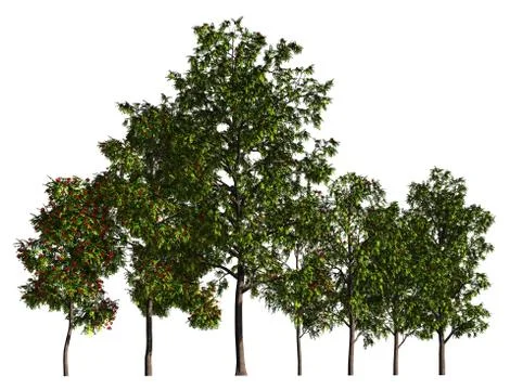 Trees in a row isolated on white 3d illustration Stock-Illustration