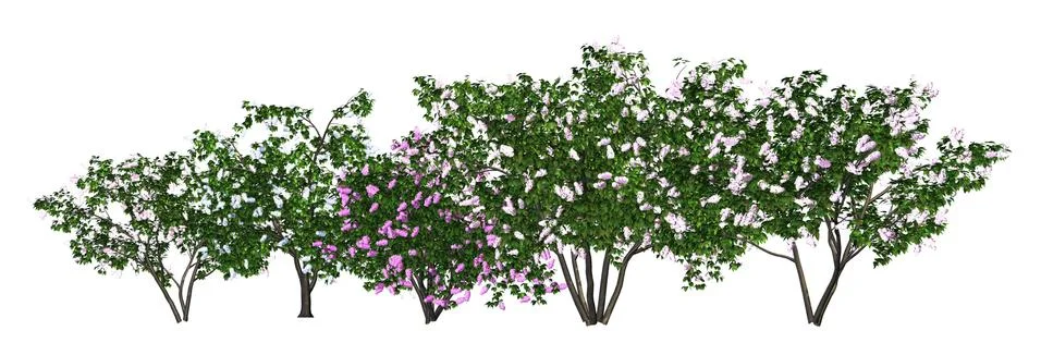 Trees in a row isolated on white 3d illustration Illustrazione stock