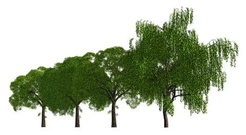 Trees in a row isolated on white 3d illustration Illustrazione stock