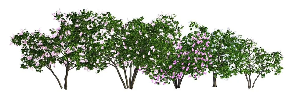 Trees in a row isolated on white 3d illustration Stock Illustration