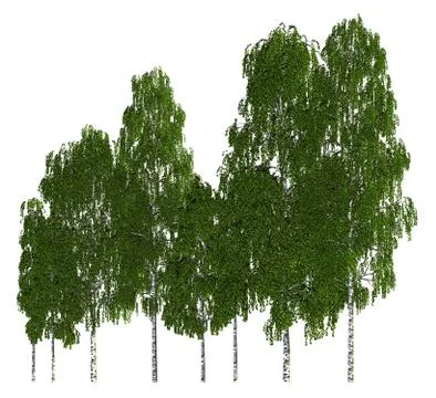 Trees in a row isolated on white 3d illustration Stock Illustration