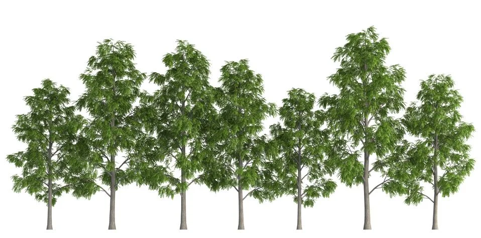 Trees in a row isolated on white 3d illustration Stock Illustration