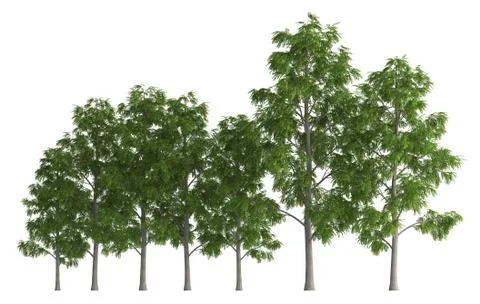 Trees in a row isolated on white 3d illustration Stock Illustration