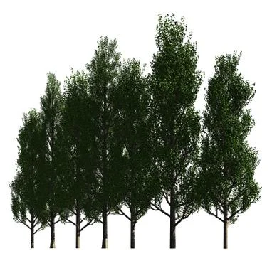 Trees in a row isolated on white 3d illustration Stock-Illustration