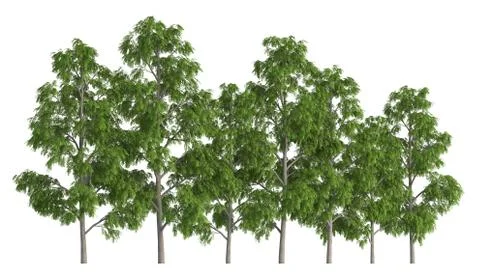 Trees in a row isolated on white 3d illustration Stock-Illustration