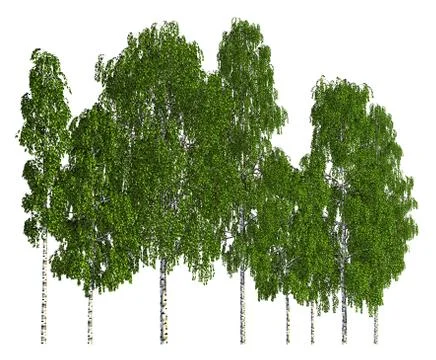 Trees in a row isolated on white 3d illustration Иллюстрация