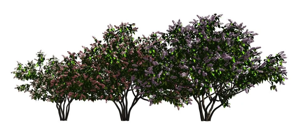 Trees in a row isolated on white 3d illustration Иллюстрация