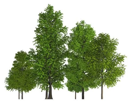 Trees in a row isolated on white 3d illustration 스톡 일러스트