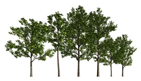 Trees in a row isolated on white 3d illustration Illustrazione stock