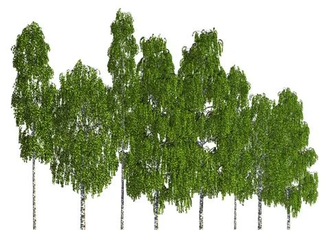 Trees in a row isolated on white 3d illustration 库存插图