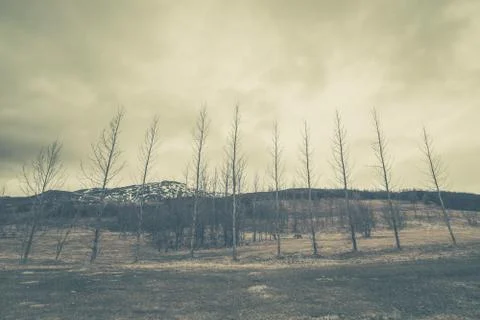 Trees on a row with a mountain in the background Stock Photos